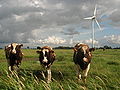 Image 54Livestock grazing near a wind turbine. (from Wind power)