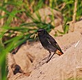 Male; Bad Salzungen, Thüringen, Deutschland