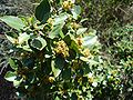 Rhamnus alaternus Alaterno