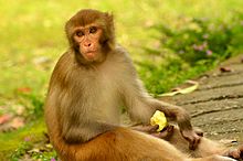 Rhesus macaque