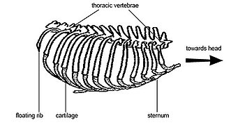 Anatomy and physiology of animals Ribs.jpg