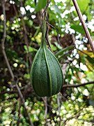 Aristolochia indica.jpg