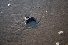 Un cucciolo di tartaruga liuto si dirige istintivamente verso l'oceano aperto.