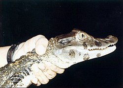 Juodasis kaimanas (Melanosuchus niger)
