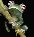 Boophis anjanaharibeensis