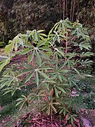 Cassave Tree or Guas Tuntu Mundok.jpg