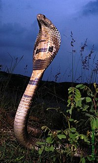 Cobra كوبرا هندية