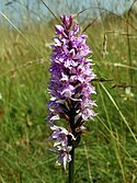 Common spotted-orchid