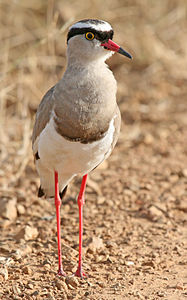 Crowned lapwing, by Muhammad Mahdi Karim (edited by JJ Harrison)