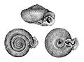 The polygyrid snail, Daedalochila auriculata from Binney, 1878.