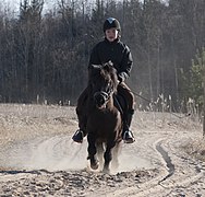 Un poney vu de face monté par une fillette