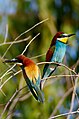Arı kuşu (Merops apiaster)