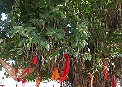 Ficus benghalensis à Pushkar (Rajasthan) (2).jpg