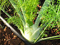 Fennel plant with bulb