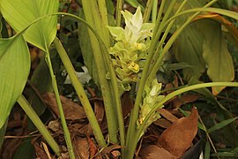 Flower of turmeric.jpg
