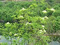 Foliage and flowers; Bulgaria