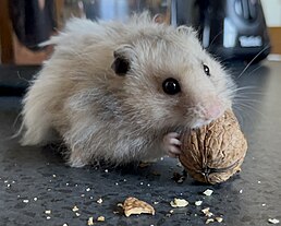 Image d'un hamster doré mangeant une noix.