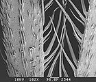 Diferenciación entre cerdas (las pequeñas y robustas) y tricomas (como pelos) en la foto al microscopio de una espiguilla de Hordeum murinum. Estas cerdas son simples, sin adornos.