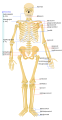 Emberi csontváz áttekintő ábrája a fő részek nevének feltüntetésével