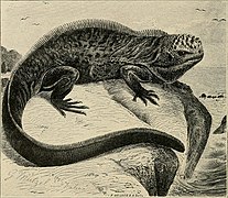 Image from page 153 of "Water reptiles of the past and present" (1914) (14750033516).jpg