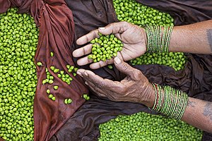 #9–10: Indian streetseller hands displaying green chickpeas. – Attribution: Jorge Royan (www.royan.com.ar) (License: CC BY-SA 3.0)
