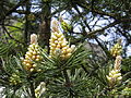 Blüte der Waldkiefer