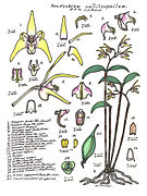 Dendrobium callitrophilum Dendrobium aemulum