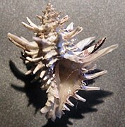 La concha de Latiaxis wormaldi, un caracol de arrecife.