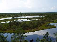 Ķemeri National Park is home to mires, natural mineral-springs, muds and lakes that are former lagoons of the Littorina Sea.