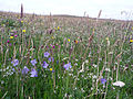 Image 22Wildflowers in machair, a coastal dune grassland found in the Outer Hebrides and elsewhere Credit: Jon Thomson