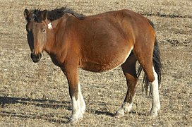 Un petit cheval épais marron et blanc regarde vers le photographe