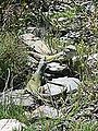 Pareja de Timon lepidus en Sierra Nevada.