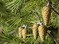 Immature cones, Portugal