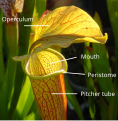 Hoja "pitcher" en Sarracenia.