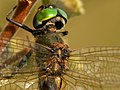 Somatochlora arctica male