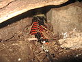 Tri-colour Hognose Snake