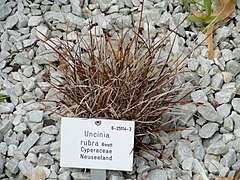 Description de l'image Uncinia rubra - Palmengarten Frankfurt - DSC01983.JPG.