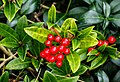 Vrouwelijke Skimmia japonica.