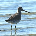 Willet