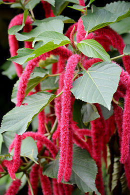 Az érdes kutyacsalán (Acalypha hispida) barkavirágzatai