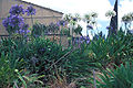 Agapanthus praecox