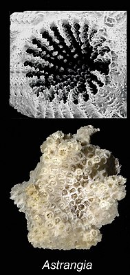 Haut : zoom sur une corallite (polypiérite) ; Bas : polypier, squelette d'une colonie d'Astrangia.