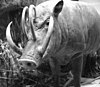 Babirusa pig