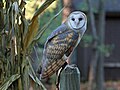 Carolina Raptor Center