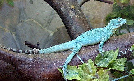 Basiliscus plumifrons en Bestoĝardeno de Varsovio.