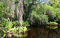 La Fakahatchee Strand (Floride, USA)