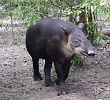 Tapirus bairdii