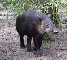 Tapir centroamericano