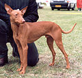 Sicilijanski hrt, predstavnik primitivnih tipov lovskih psov.