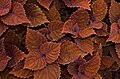 Image 63Coleus